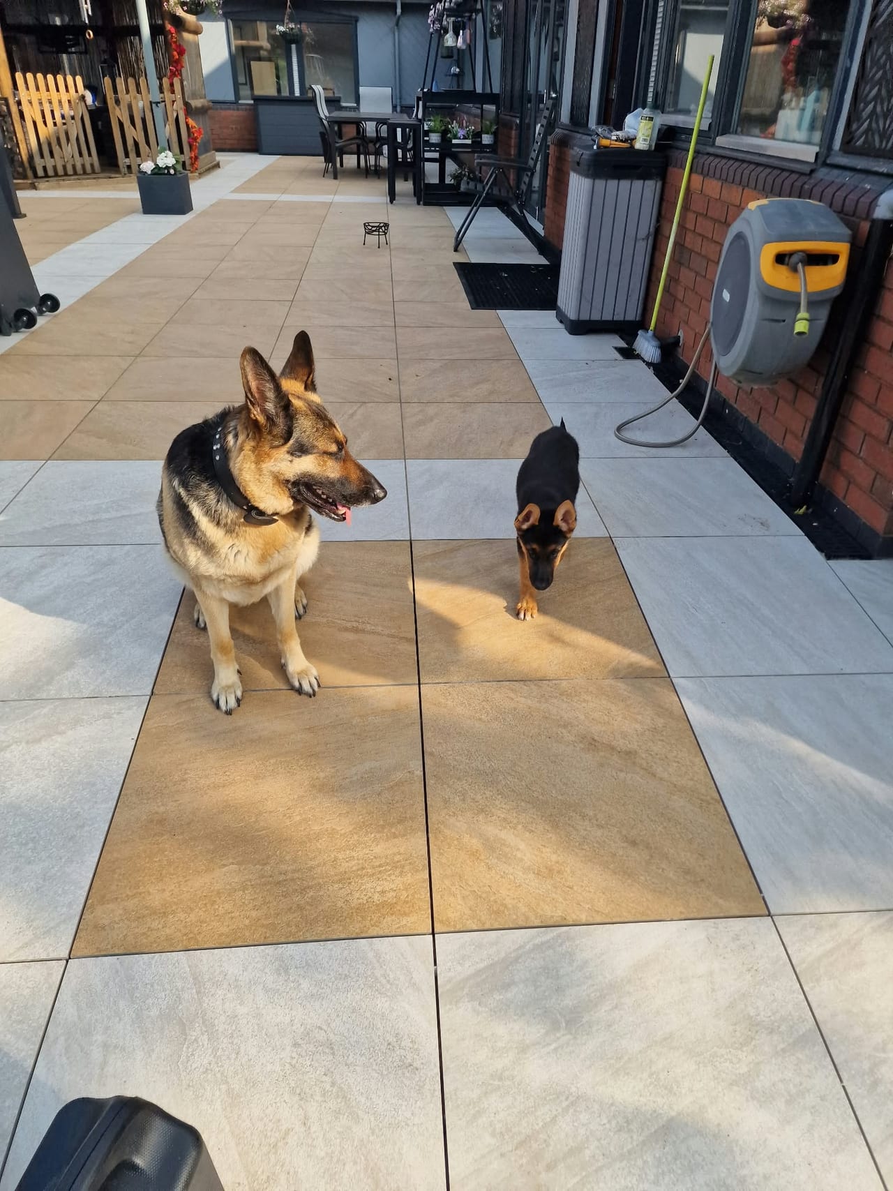 Two dogs standing on a paved patio beside a house.
